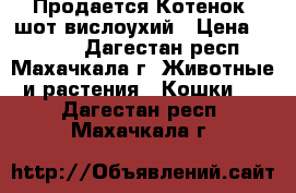 Продается Котенок  шот.вислоухий › Цена ­ 5 000 - Дагестан респ., Махачкала г. Животные и растения » Кошки   . Дагестан респ.,Махачкала г.